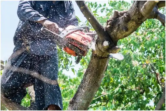 tree services Victoria